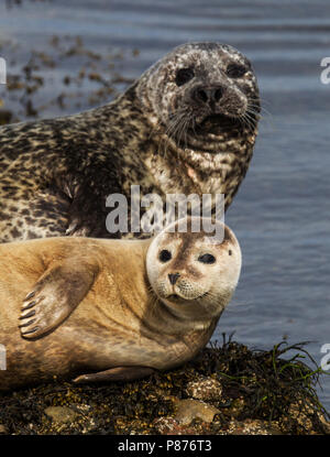 Gewone Zeehond, Seehund, Phoca vitulina Stockfoto