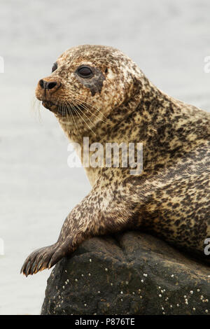 Gewone Zeehond, Seehund, Phoca vitulina Stockfoto