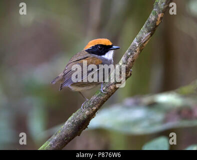 Schwarz ist, Conopophaga Gnateater melanops melanops, männlich, REGUA, Atlantischen Regenwald, Brasilien Stockfoto