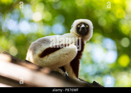 Coquerel coquerels Kroonsifaka, der Sifaka, Propithecus coquereli Stockfoto