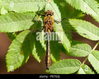 In vegetatie Smaragdlibel Mannetje, männliche Cordulia aenea in der Vegetation Stockfoto