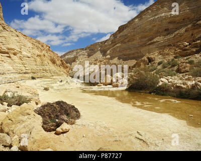 Wadi Ein Avdat, Israel Stockfoto