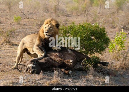 Löwe (Panthera leo) männliche Jagd afrikanischer Büffel (Syncerus Caffer) im Kruger National Park im Sommer Stockfoto