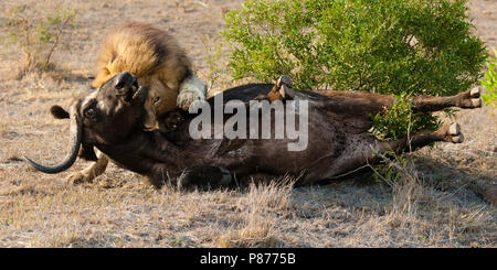 Löwe (Panthera leo) männliche Tötung afrikanischer Büffel (Syncerus Caffer) im Kruger National Park im Sommer Stockfoto