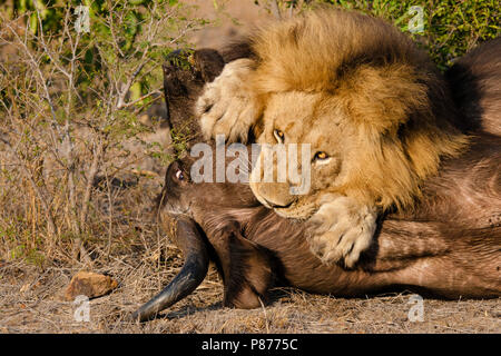 Löwe (Panthera leo) männliche Tötung afrikanischer Büffel (Syncerus Caffer) im Kruger National Park im Sommer Stockfoto
