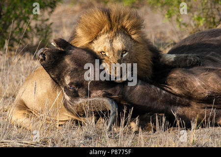 Löwe (Panthera leo) männlich mit frischen Afrikanischer Büffel (Syncerus Caffer) Schlachtkörper Kruger National Park im Sommer Stockfoto