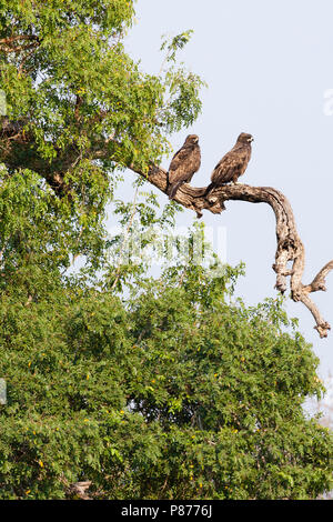 Wahlberg Eagle's (Hieraaetus wahlbergi) Paar in Baum im Kruger National Park thront im Sommer Stockfoto