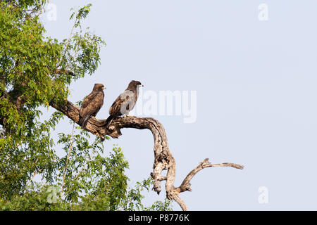 Wahlberg Eagle's (Hieraaetus wahlbergi) Paar in Baum im Kruger National Park thront im Sommer Stockfoto