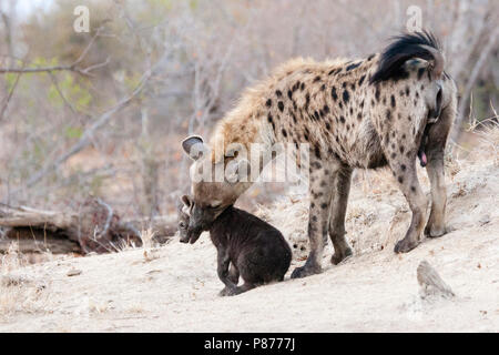 Tüpfelhyäne (Crocuta crocuta) erwachsenen männlichen herauf Jung im Kruger National Park im Sommer Stockfoto