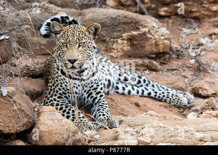 Leopard (Panthera pardus) liegen unter den Felsen im Kruger National Park im Sommer Stockfoto