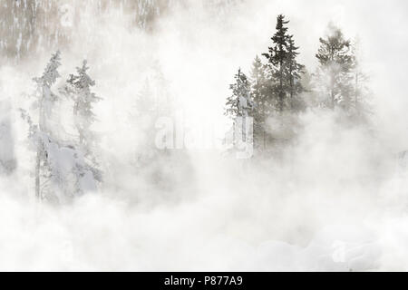 Besneeuwde naaldbomen omringd Door stoom in Yellowstone Nationaal Park; verschneiten Nadelbäumen in Dampfende Landschaft des Yellowstone National Park Stockfoto