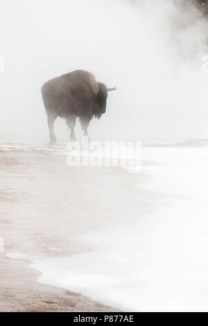 Amerikanische Bison (Bison bison) stehen in der Nähe von Hotspring in Yellowstone National Park Stockfoto