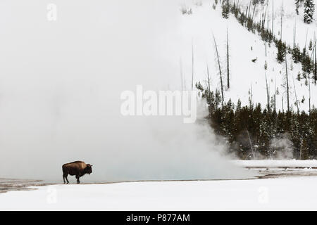 Amerikanische Bison (Bison bison) stehen in der Nähe von Hotspring in Yellowstone National Park Stockfoto