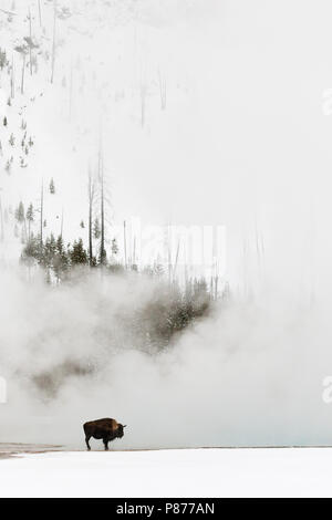 Amerikanische Bison (Bison bison) stehen in der Nähe von Hotspring in Yellowstone National Park Stockfoto