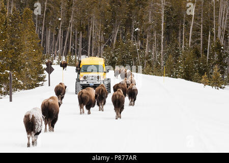 Amerikanische Bison (Bison bison) Herde vorbei gehen. touristische Fahrzeug im Yellowstone National Park Stockfoto