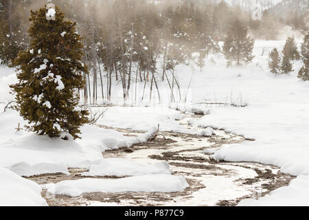 Hotspring in Old Faithful Bereich im Yellowstone National Park Stockfoto