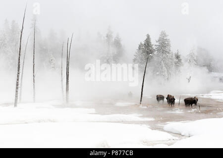 Amerikanische Bison (Bison bison) Herde in der Nähe von Hotspring in Yellowstone National Park Stockfoto