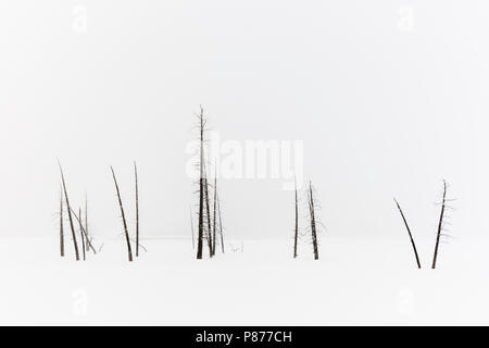 Tote Bäume stehen in der verschneiten Landschaft im Yellowstone National Park Stockfoto