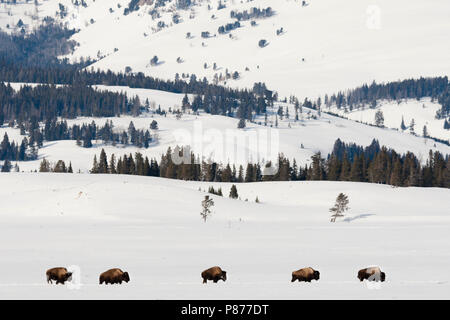 Amerikanische Bison (Bison bison) Herden wandern im Schnee Yellowstone National Park Stockfoto