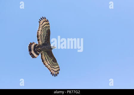 Crested Honey-Buzzard - Schopfwespenbussard - Pernis ptilorhyncus, Russland, männlichen Erwachsenen Stockfoto