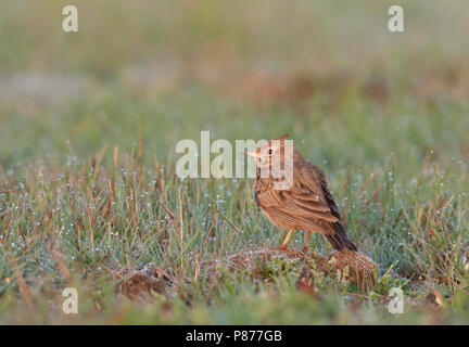 Crested Lark Galerida cristata - haubenlerche - ssp. cristata, Deutschland, Erwachsene Stockfoto