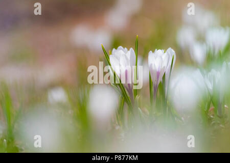 Alpen crocus albiflorus ondersoort, Crocus vernus Unterarten albiflorus Stockfoto