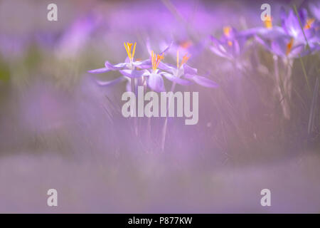 Bloeiende Boerenkrokus, Blütezeit früh Crocus Stockfoto