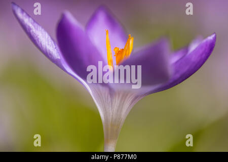 Bloeiende Boerenkrokus, Blütezeit früh Crocus Stockfoto