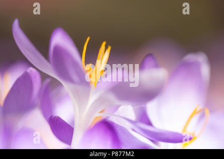 Bloeiende Boerenkrokus, Blütezeit früh Crocus Stockfoto