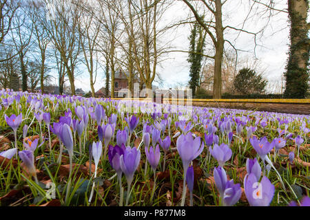 Bloeiende Boerenkrokus, Blütezeit früh Crocus Stockfoto