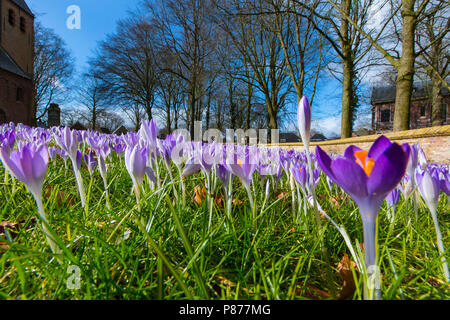 Bloeiende Boerenkrokus, Blütezeit früh Crocus Stockfoto