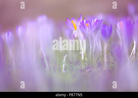 Bloeiende Boerenkrokus, Blütezeit früh Crocus Stockfoto