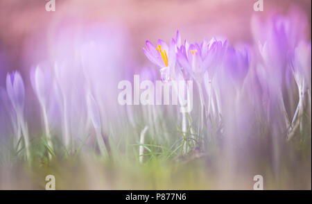 Bloeiende Boerenkrokus, Blütezeit früh Crocus Stockfoto