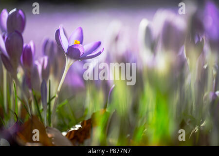 Bloeiende Boerenkrokus, Blütezeit früh Crocus Stockfoto