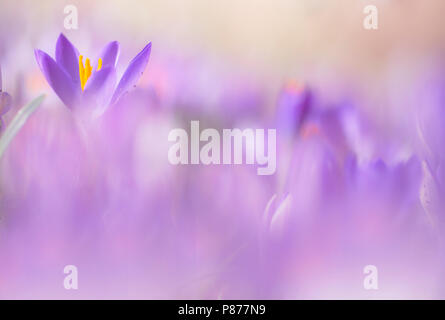 Bloeiende Boerenkrokus, Blütezeit früh Crocus Stockfoto