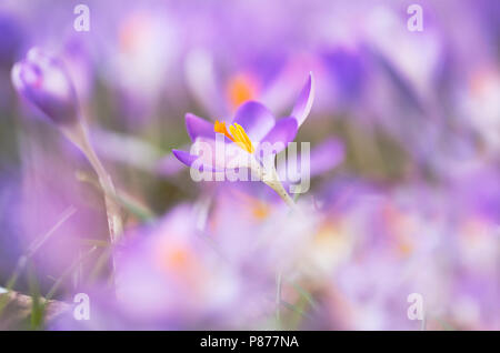 Bloeiende Boerenkrokus, Blütezeit früh Crocus Stockfoto