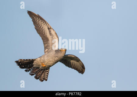 Kuckuck Kuckuck - Cuculus canorus ssp. Canorus, Russland, erwachsenen, männlichen Stockfoto