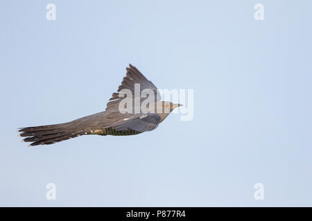 Kuckuck Kuckuck - Cuculus canorus ssp. Canorus, Russland, erwachsenen, männlichen Stockfoto