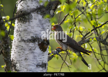 Gemeinsame Kuckuck (Cuculus canorus ssp. subtelephonus), Kasachstan, Erwachsener, Weibchen mit Ei von Host nest Ihrer eigenen Ei gestohlen, das Ei weg zu werfen. Stockfoto