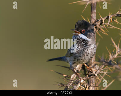 Zypern Warbler - Schuppengrasmücke - Sylvia melanothorax, Zypern, männlichen Erwachsenen Stockfoto