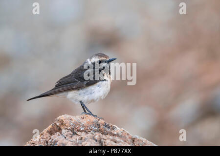 Zypern - Oenanthe Steinschmätzer - Zypernsteinschmätzer cypriaca, Zypern, erwachsene Frau Stockfoto