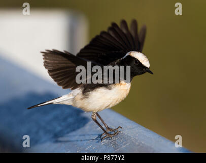 Zypern - Oenanthe Steinschmätzer - Zypernsteinschmätzer cypriaca, Zypern, männlichen Erwachsenen Stockfoto