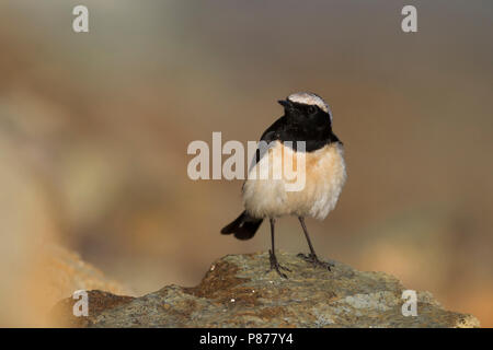 Zypern - Oenanthe Steinschmätzer - Zypernsteinschmätzer cypriaca, Zypern, männlichen Erwachsenen Stockfoto