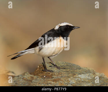 Zypern - Oenanthe Steinschmätzer - Zypernsteinschmätzer cypriaca, Zypern, männlichen Erwachsenen Stockfoto