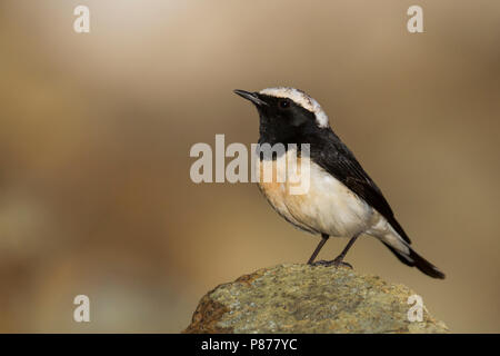 Zypern - Oenanthe Steinschmätzer - Zypernsteinschmätzer cypriaca, Zypern, männlichen Erwachsenen Stockfoto