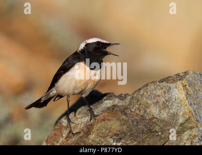 Zypern - Oenanthe Steinschmätzer - Zypernsteinschmätzer cypriaca, Zypern, männlichen Erwachsenen Stockfoto