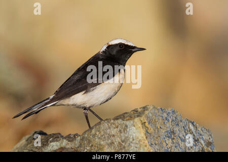 Zypern - Oenanthe Steinschmätzer - Zypernsteinschmätzer cypriaca, Zypern, männlichen Erwachsenen Stockfoto