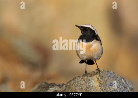 Zypern - Oenanthe Steinschmätzer - Zypernsteinschmätzer cypriaca, Zypern, männlichen Erwachsenen Stockfoto