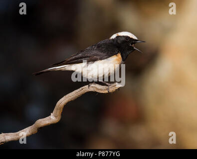 Zypern - Oenanthe Steinschmätzer - Zypernsteinschmätzer cypriaca, Zypern, männlichen Erwachsenen Stockfoto