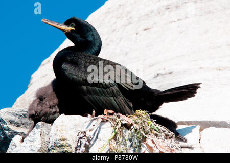 Phalacrocorax aristotelis. Hornøya, Vardø, Norwegen. Stockfoto